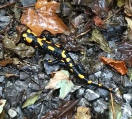 Feuersalamander_3.jpg